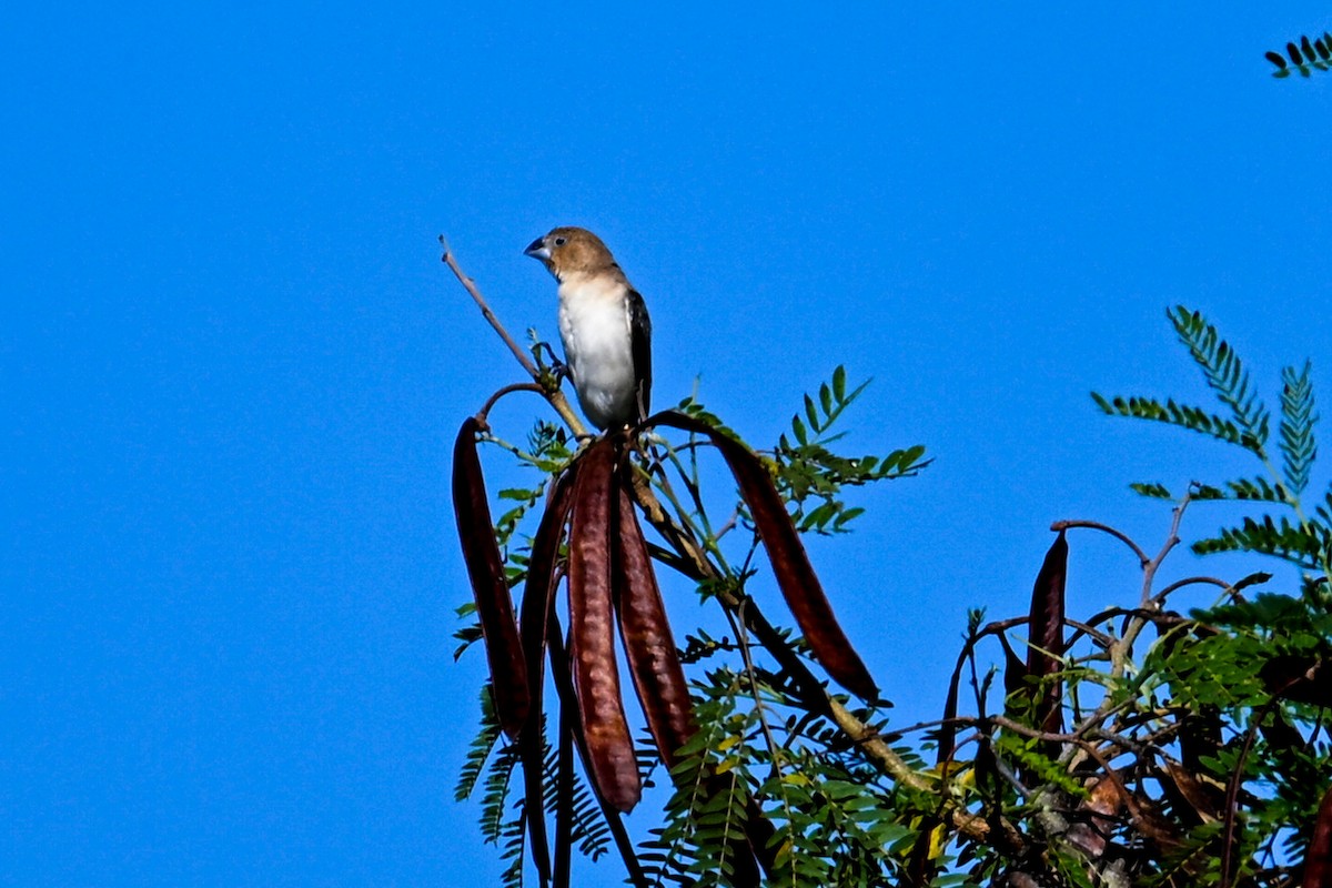 African Silverbill - ML645243135