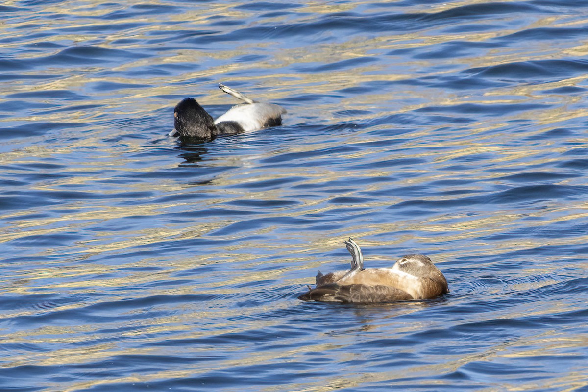 Ring-necked Duck - ML645243136
