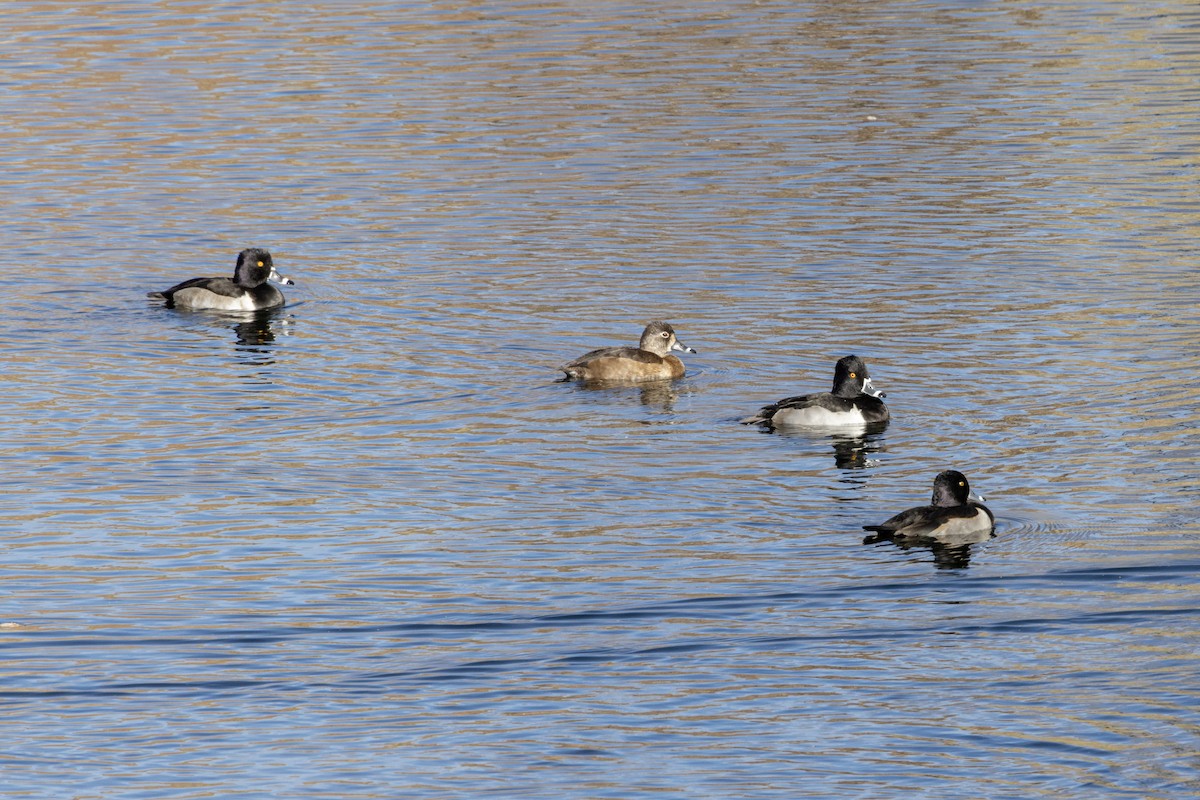 Ring-necked Duck - ML645243150