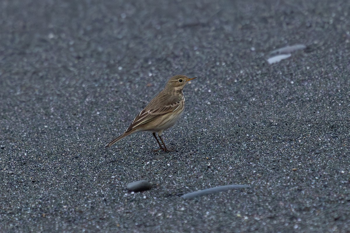 American Pipit - ML645243194