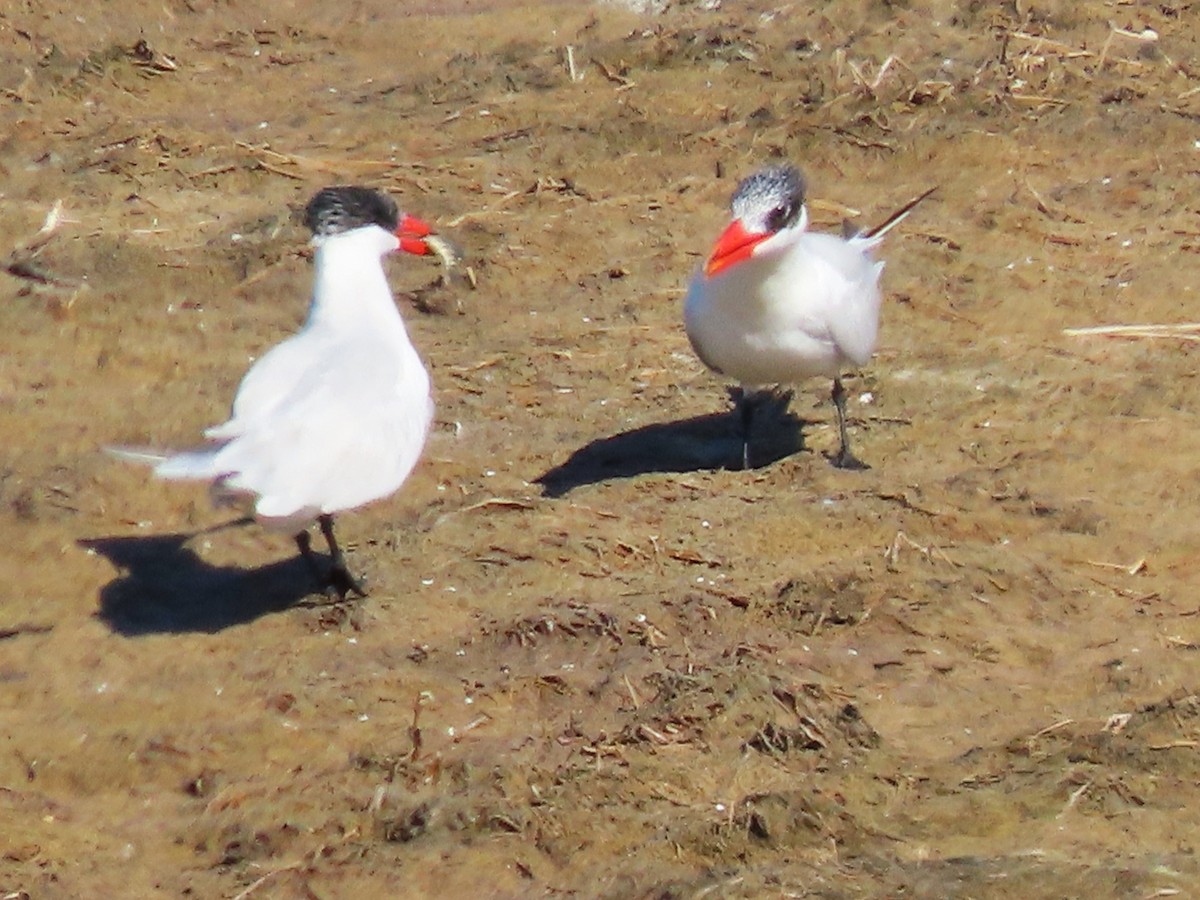 Caspian Tern - ML645243197