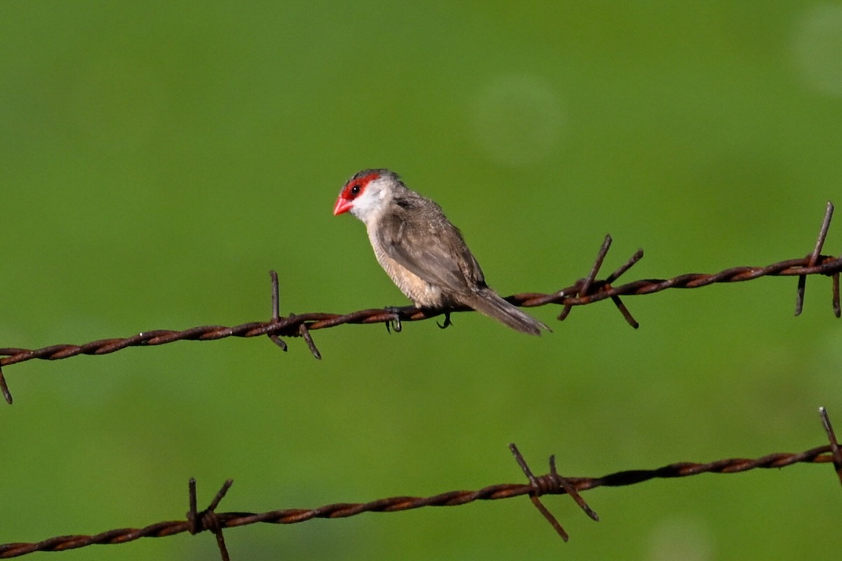 Common Waxbill - ML645243198