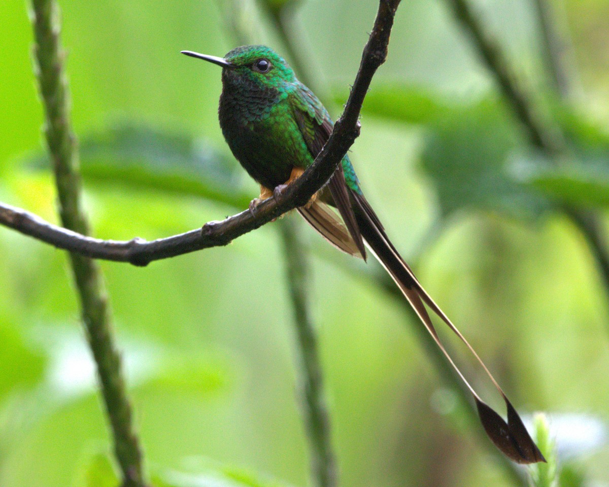 Peruvian Racket-tail - ML645243208