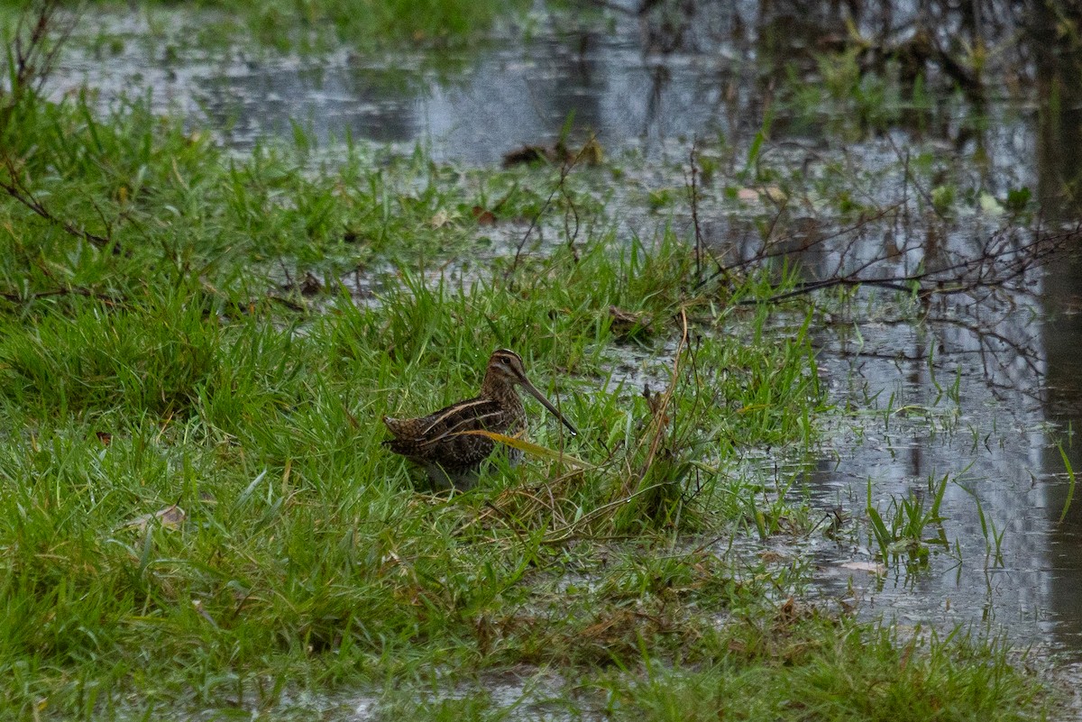 Wilson's Snipe - ML645243210