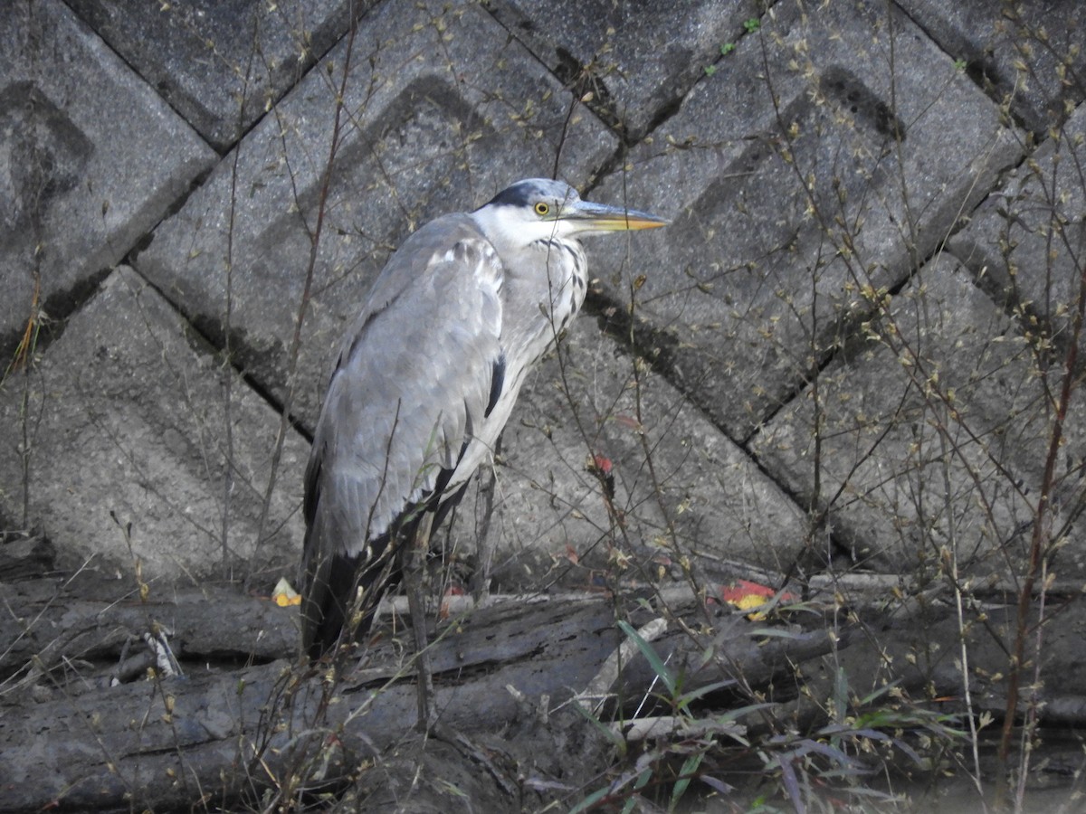 gråhegre - ML645243217