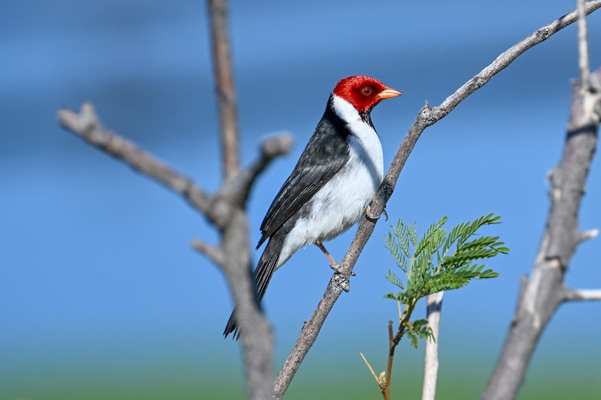 Yellow-billed Cardinal - ML645243218