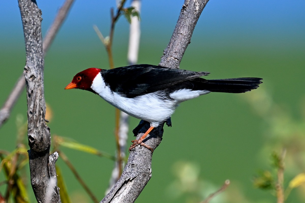 Yellow-billed Cardinal - ML645243219