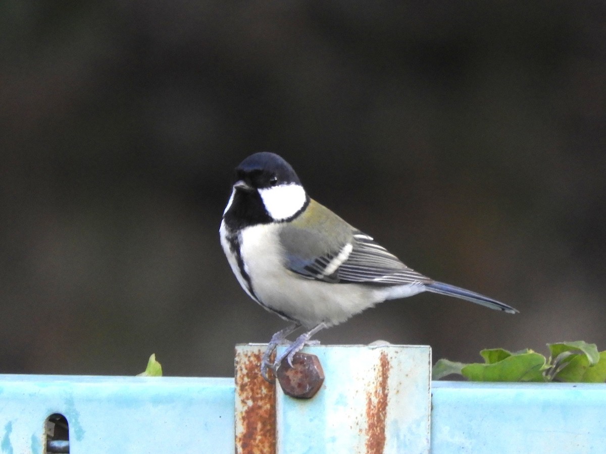 Asian Tit - ML645243227