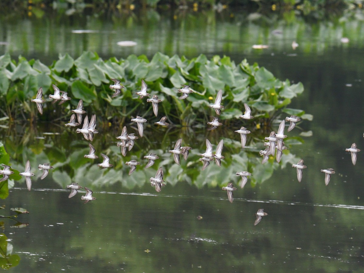 peep sp. - ML645243230