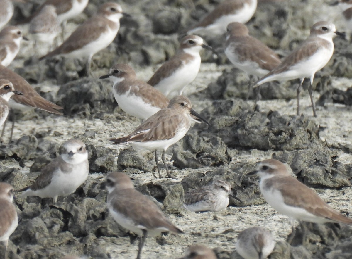 Dunlin - ML645243231