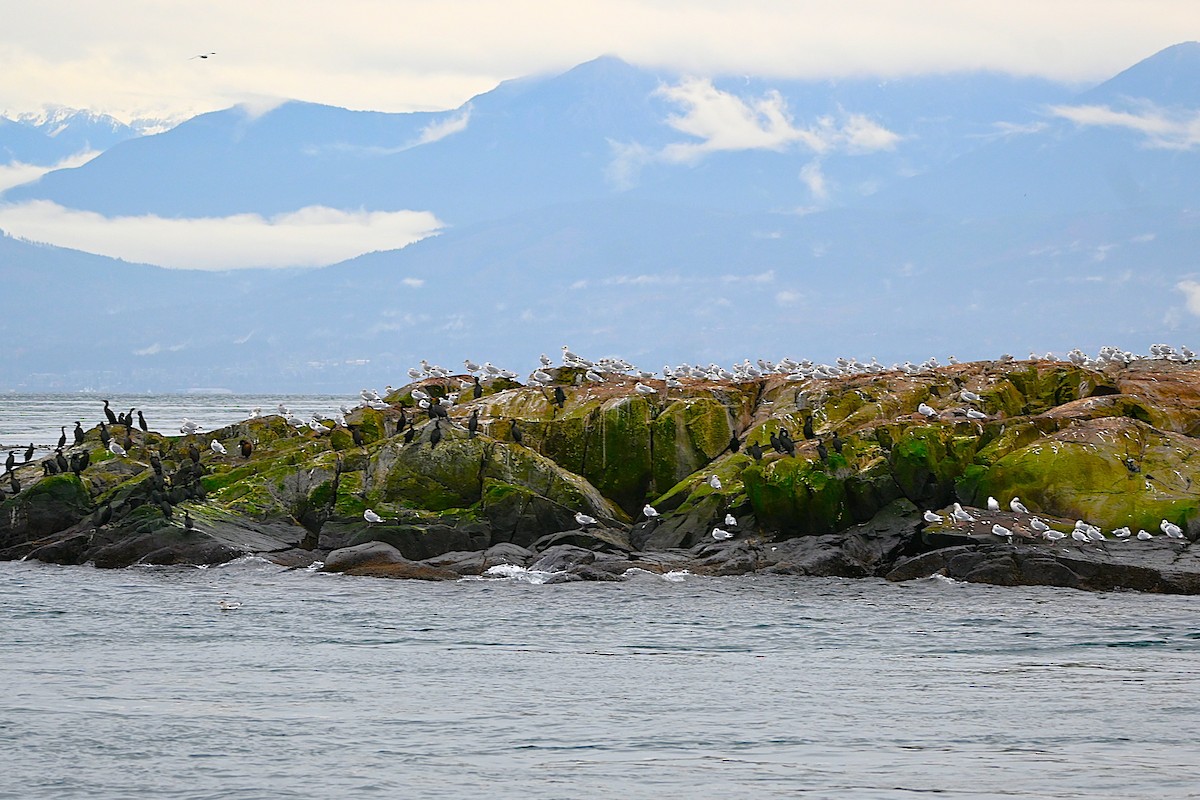 Iceland Gull (Thayer's) - ML645243243