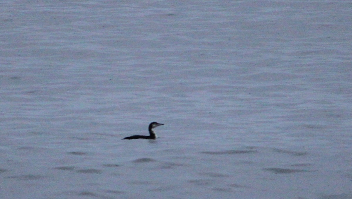 Common Loon - ML645243244
