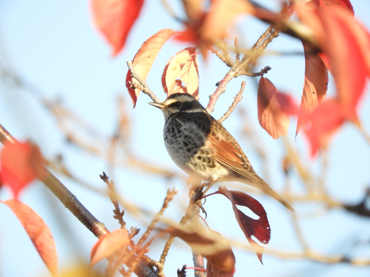 Dusky Thrush - ML645243245