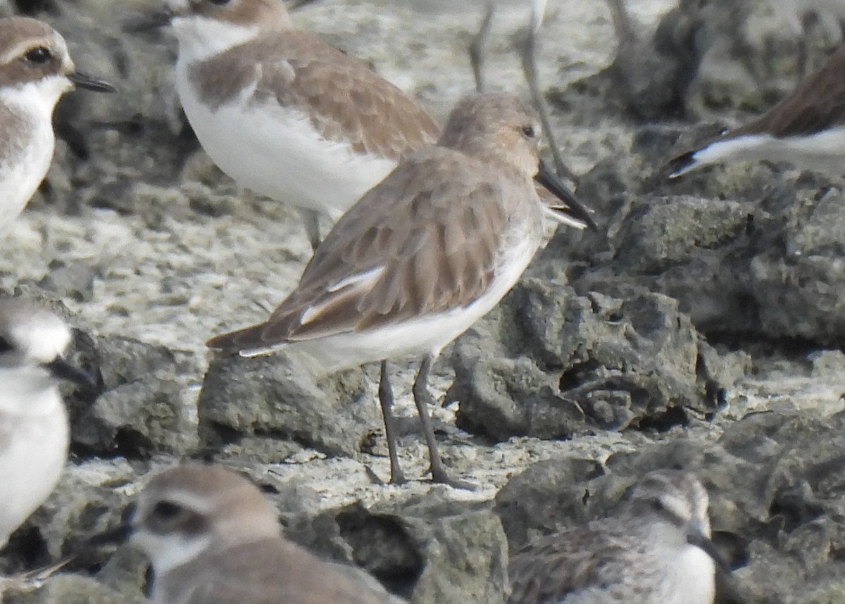 Dunlin - ML645243250
