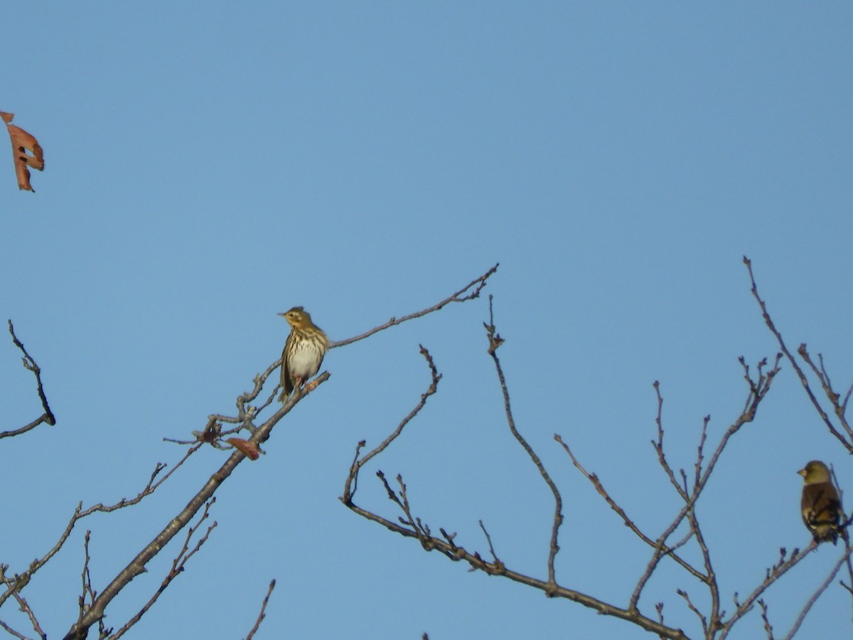 Olive-backed Pipit - ML645243253