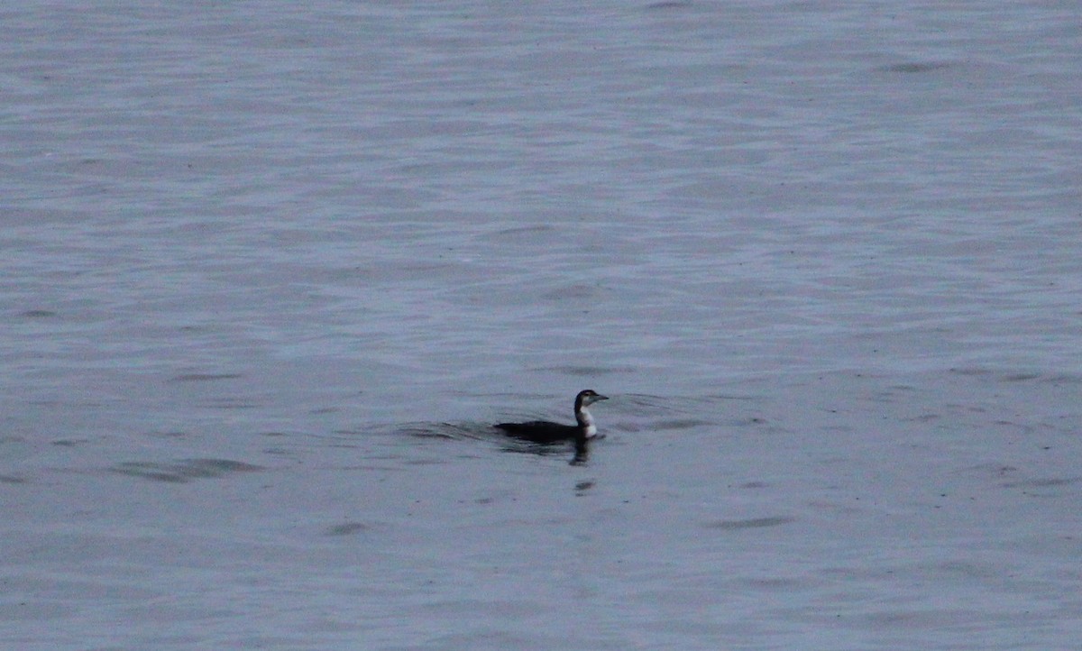 Common Loon - ML645243254