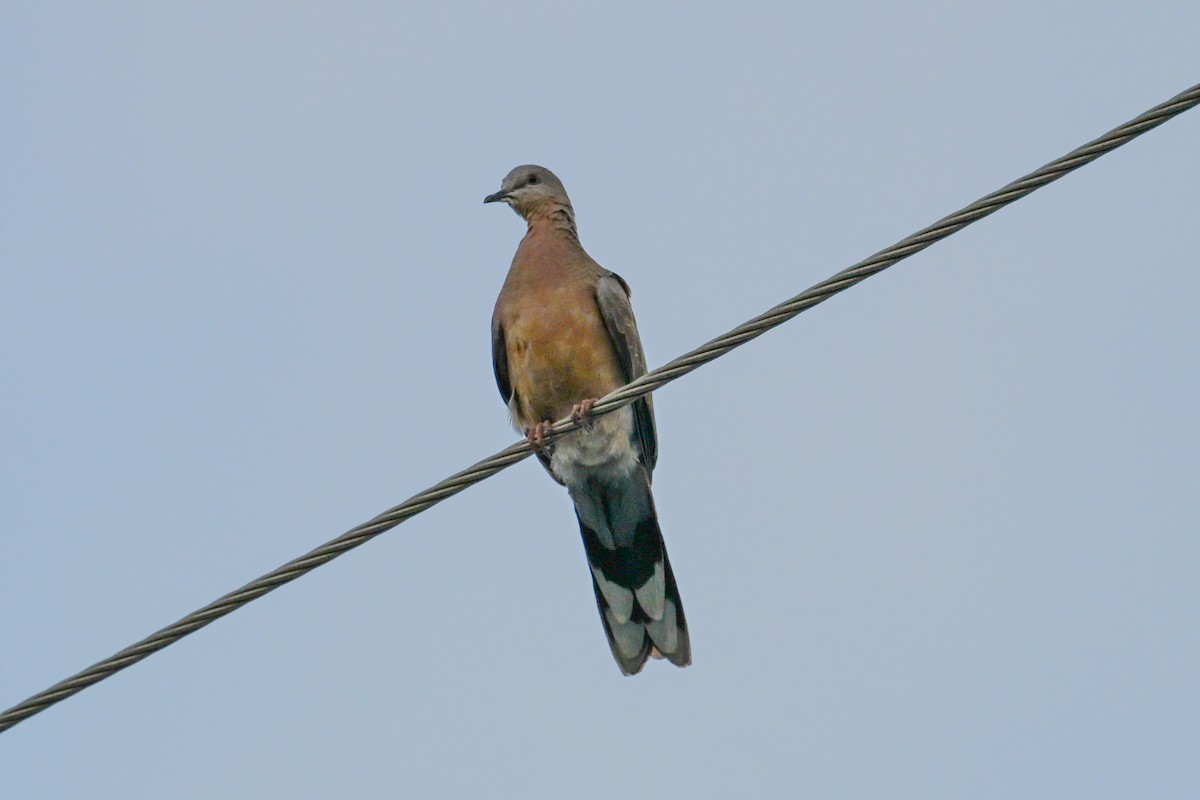 Spotted Dove - ML645243258