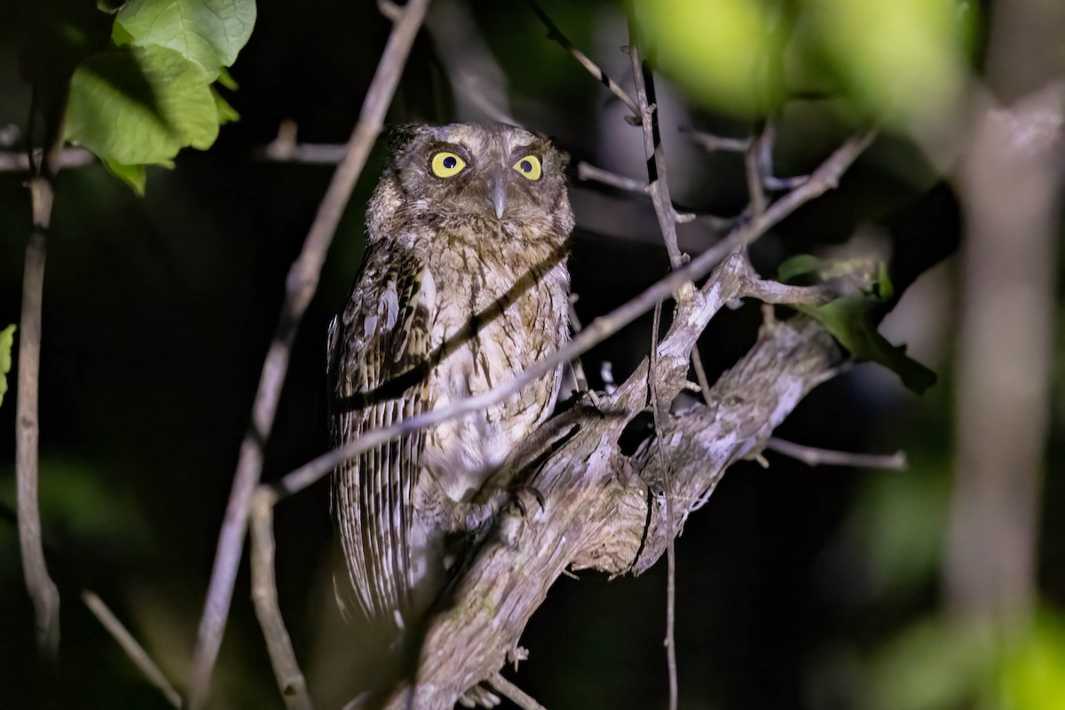 Middle American Screech-Owl (Middle American) - ML645243260