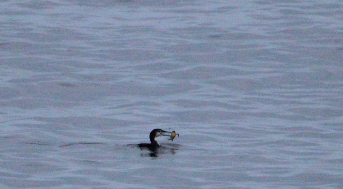 Common Loon - ML645243261