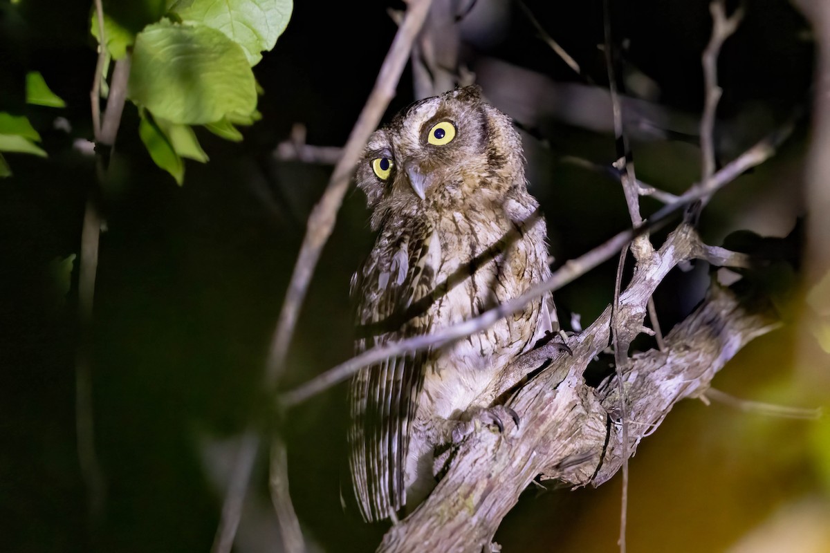 Middle American Screech-Owl (Middle American) - ML645243262
