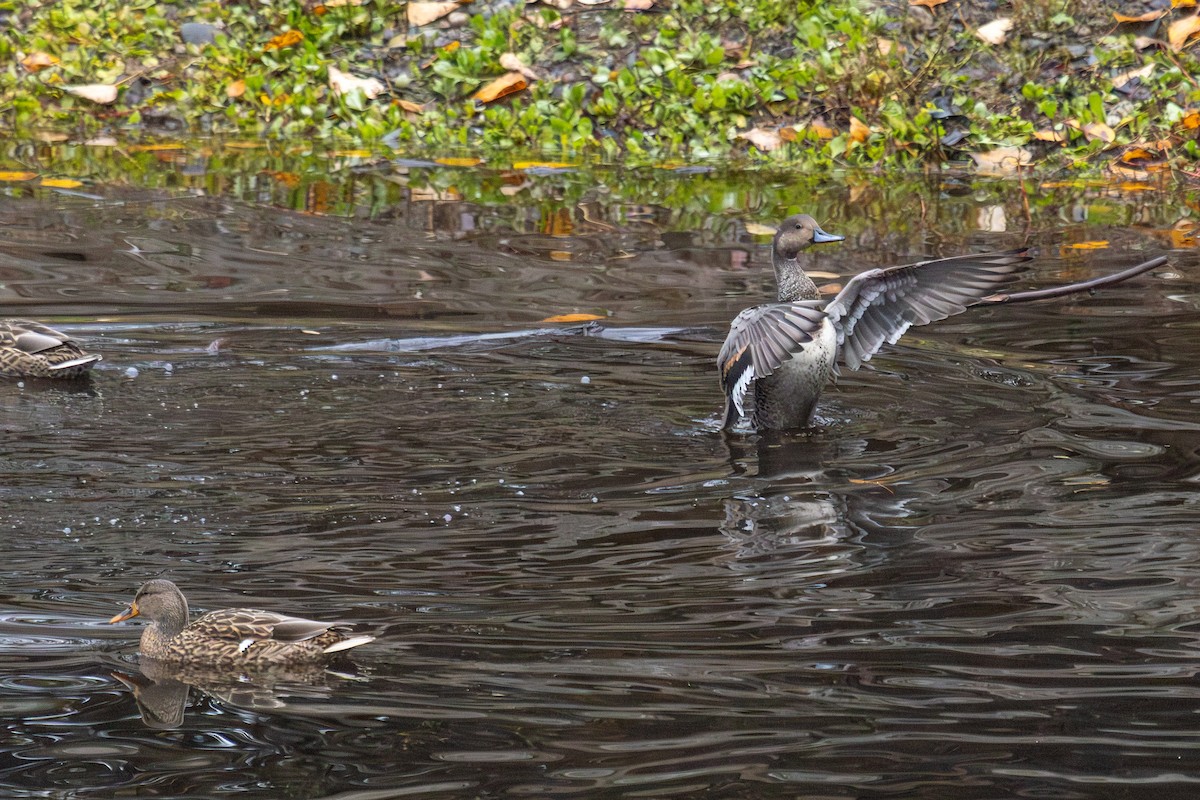 Northern Pintail - ML645243263