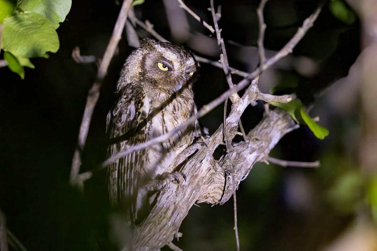 Middle American Screech-Owl (Middle American) - ML645243264