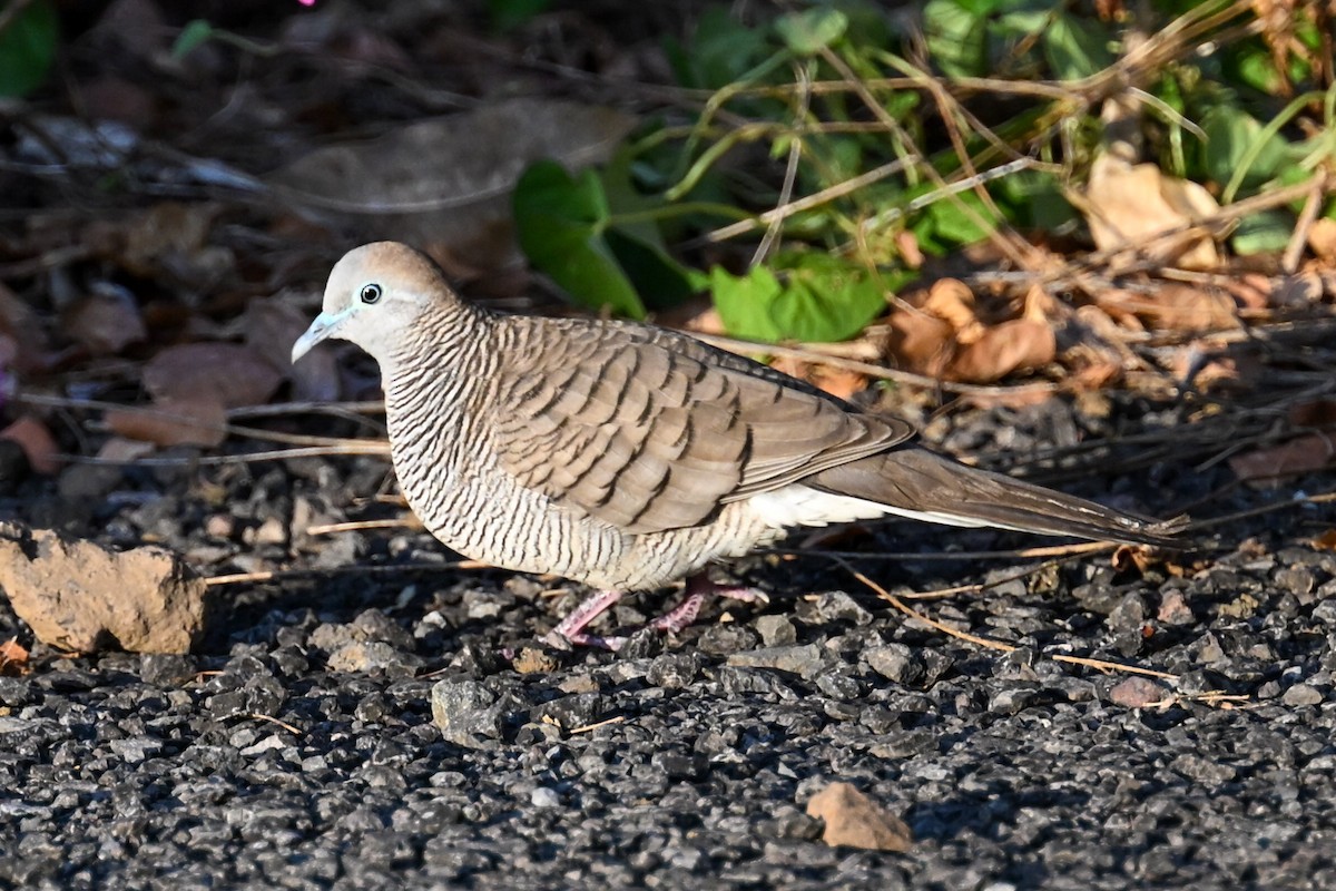 Zebra Dove - ML645243265