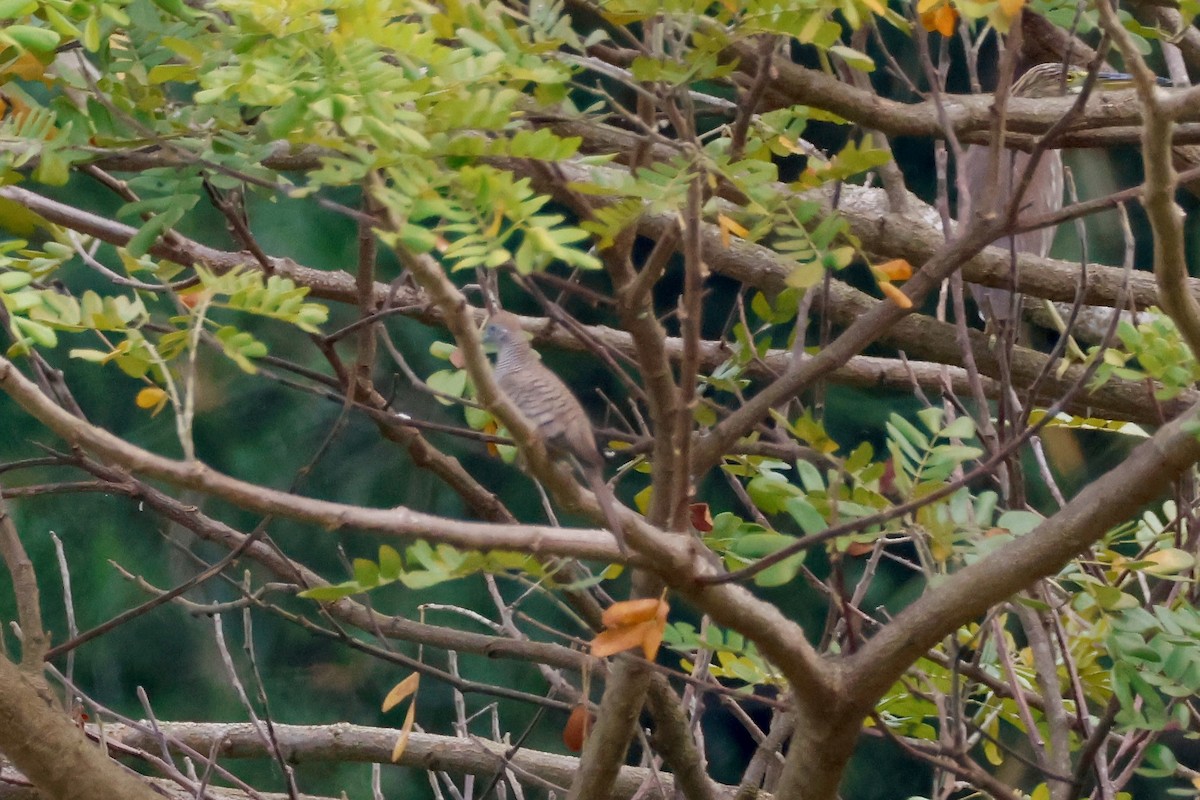 Zebra Dove - ML645243268