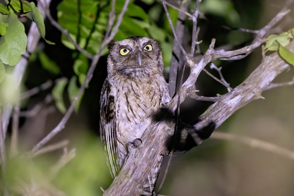 Middle American Screech-Owl (Middle American) - ML645243273
