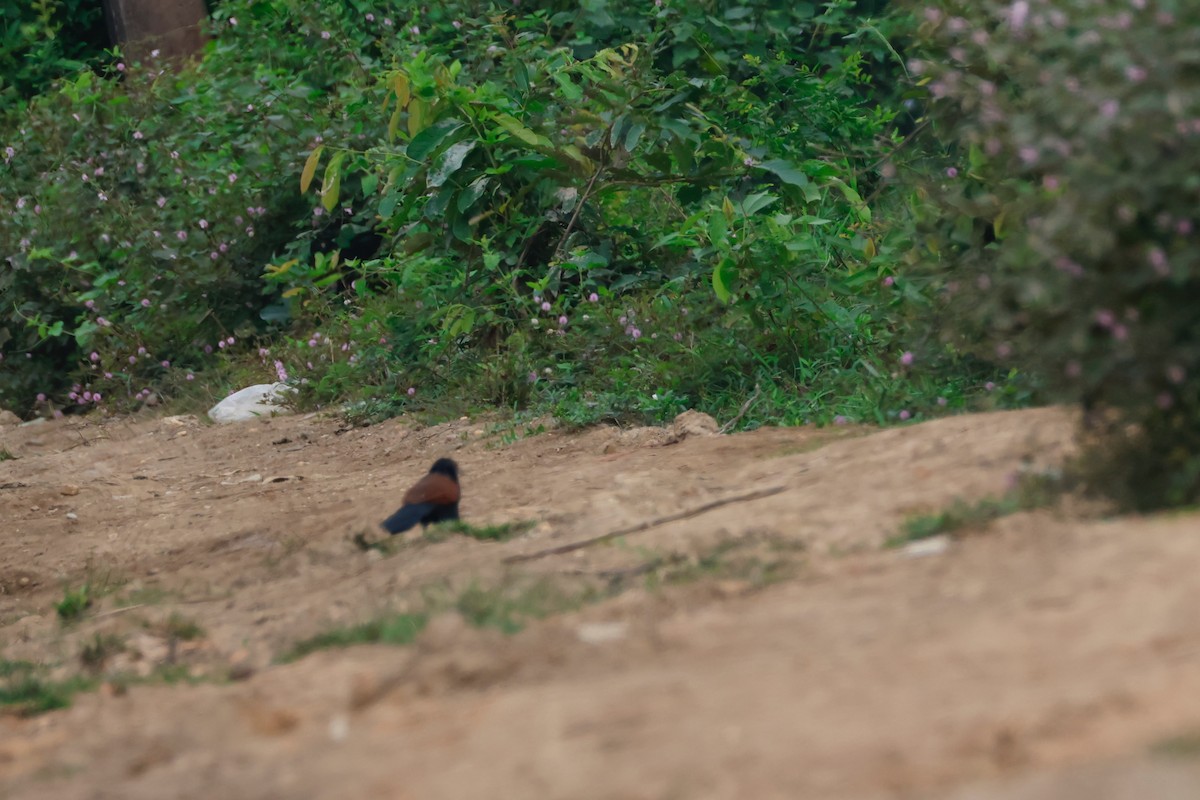 Greater Coucal - ML645243274