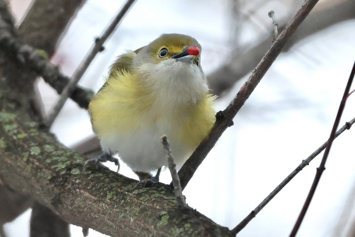 White-eyed Vireo - ML645243276