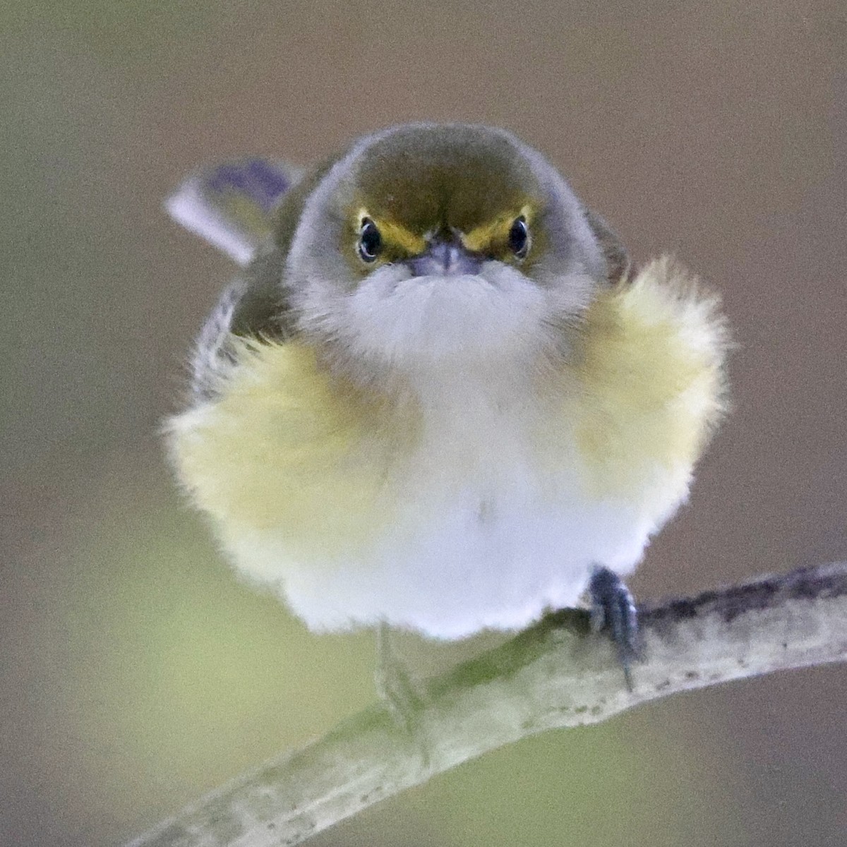 White-eyed Vireo - ML645243277