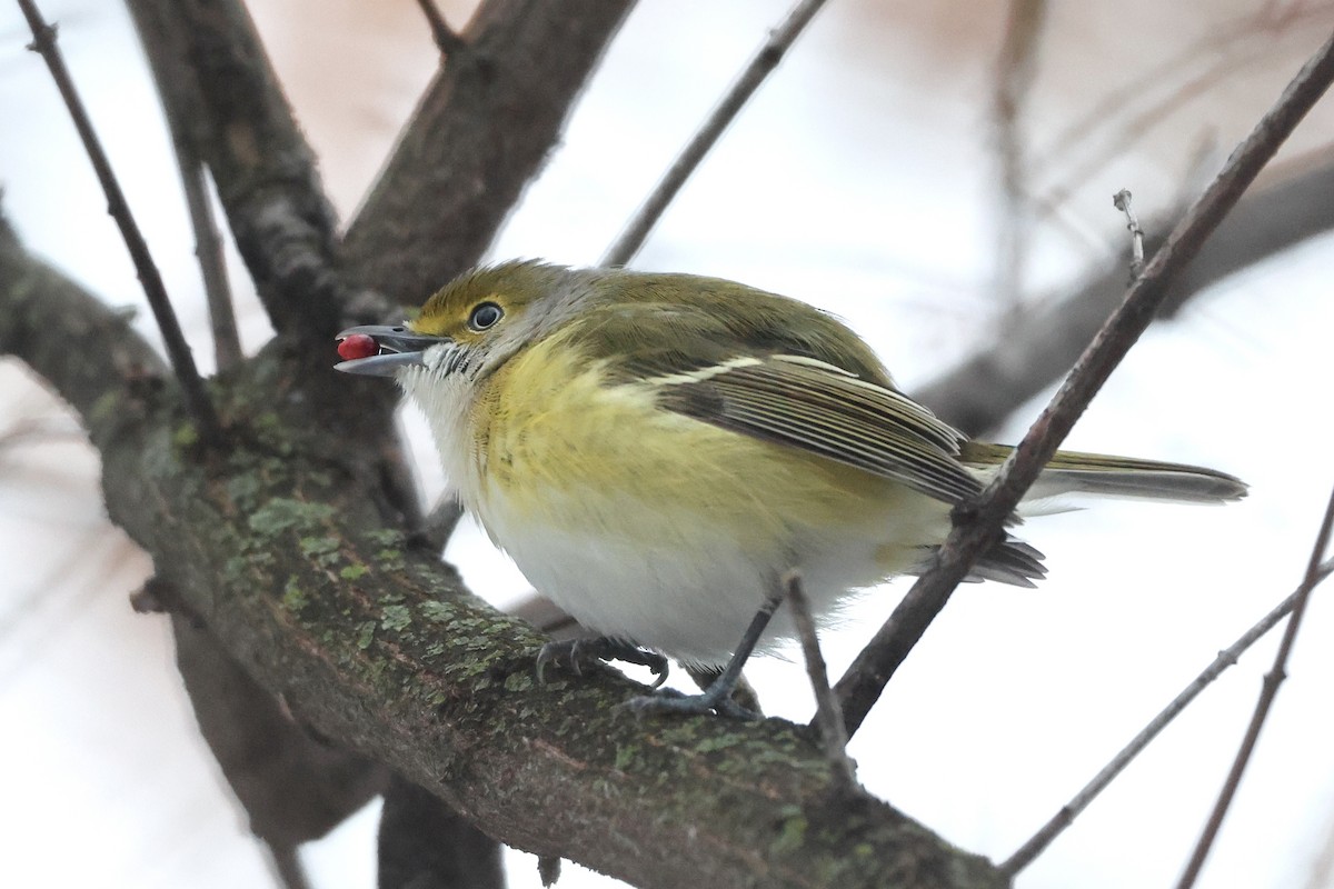 White-eyed Vireo - ML645243278