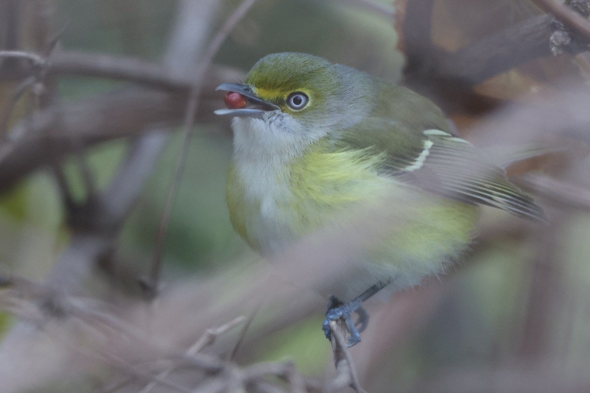 White-eyed Vireo - ML645243280