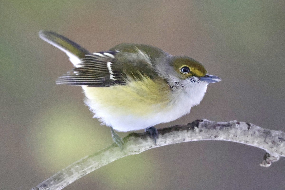 White-eyed Vireo - ML645243281