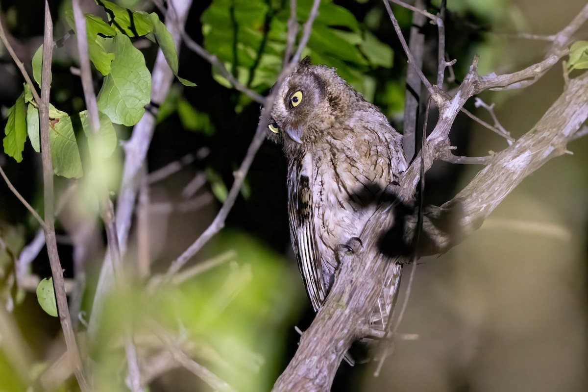 Middle American Screech-Owl (Middle American) - ML645243284