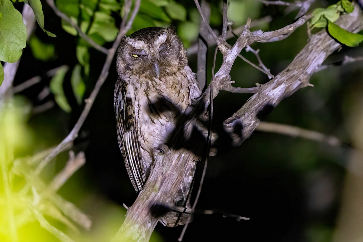 Middle American Screech-Owl (Middle American) - ML645243286