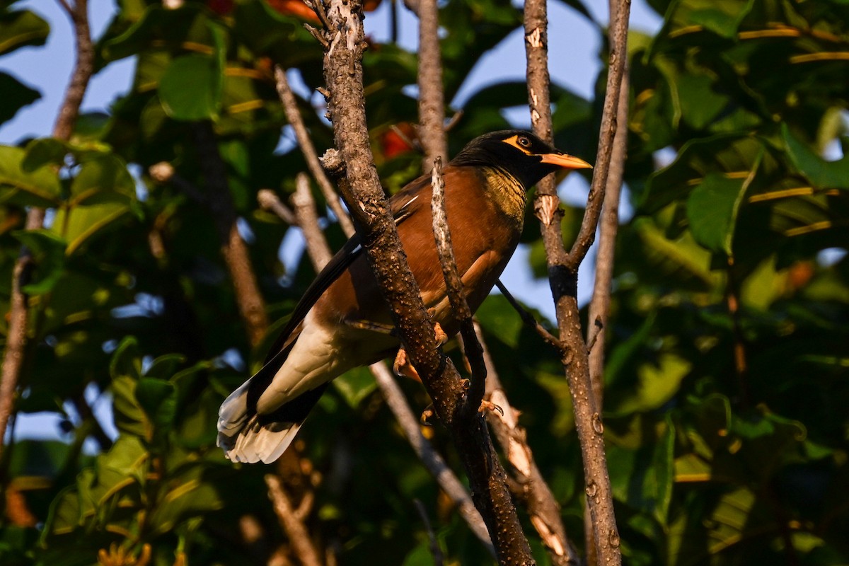 Common Myna - ML645243287