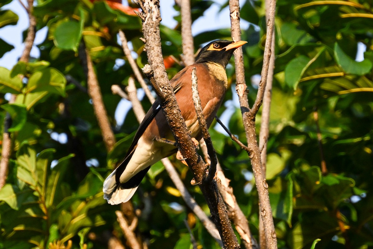 Common Myna - ML645243288
