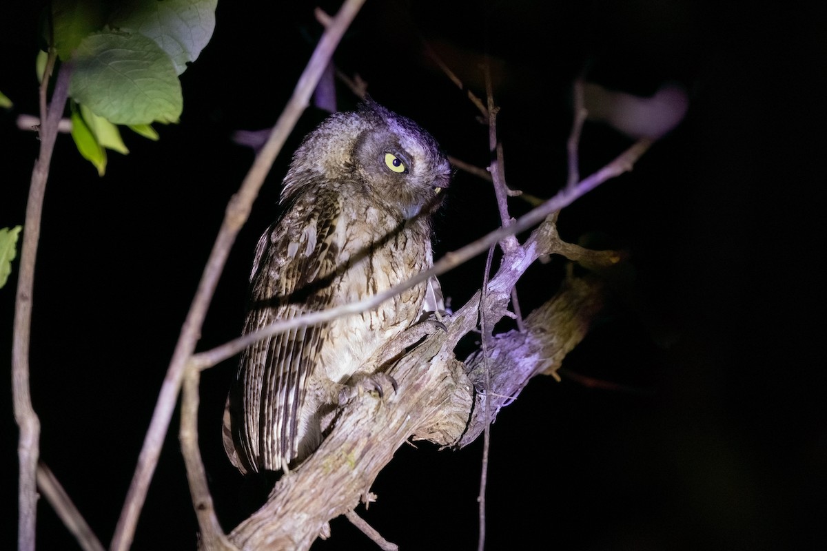 Middle American Screech-Owl (Middle American) - ML645243290