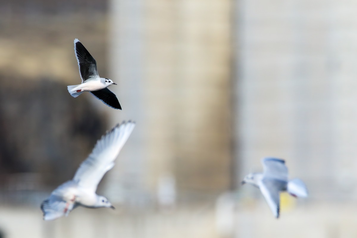 Little Gull - ML645243291