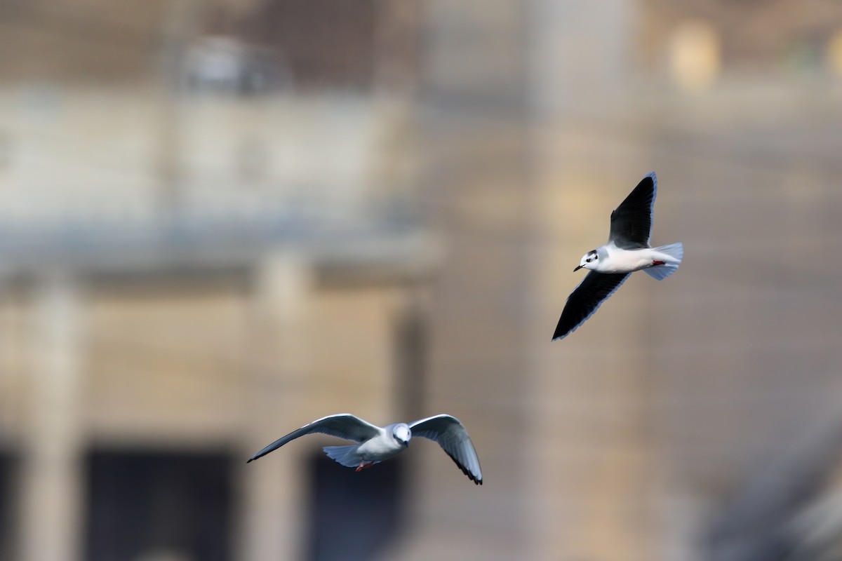 Little Gull - ML645243292