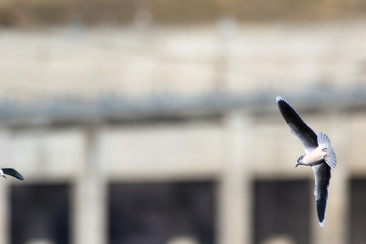 Little Gull - ML645243293