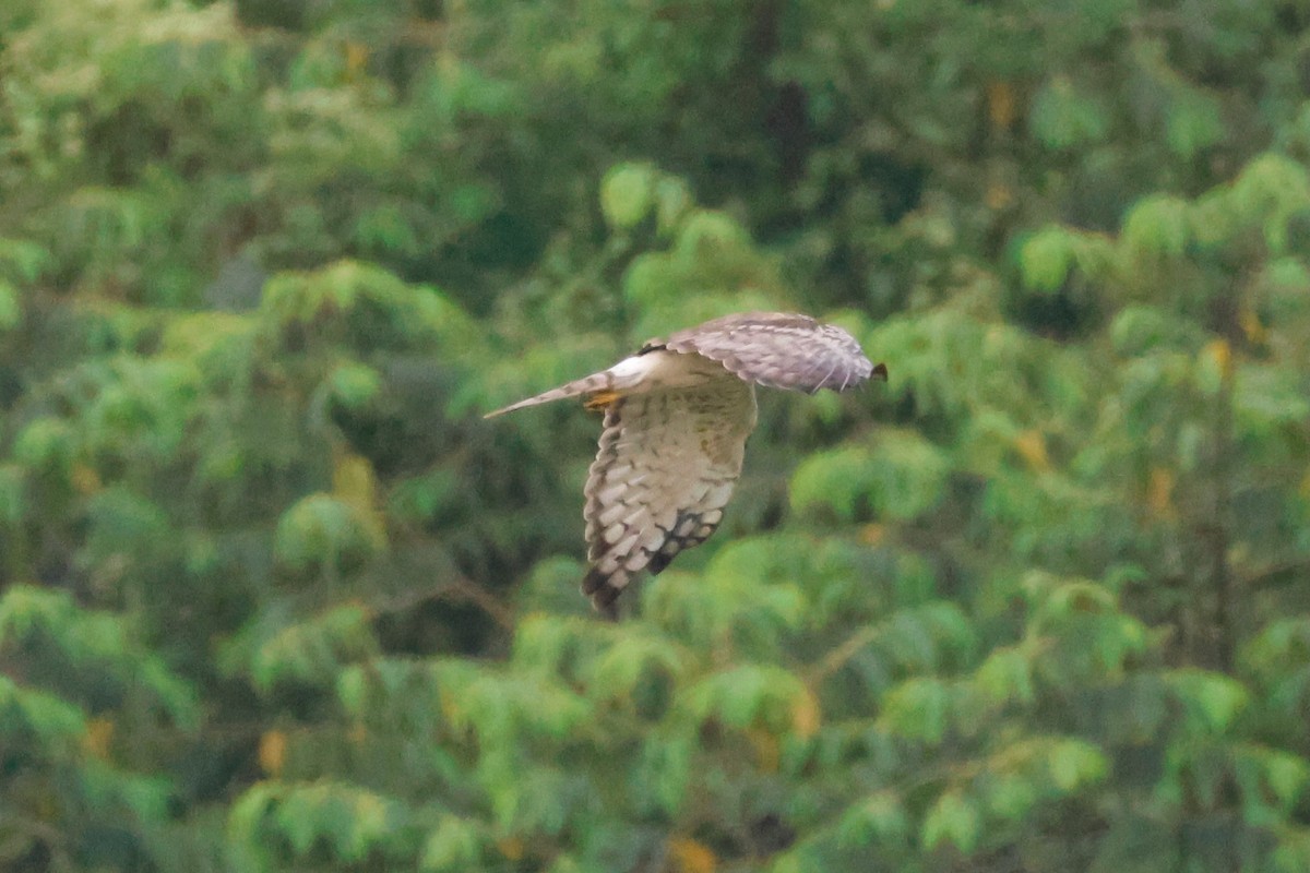 Pied Harrier - ML645243296