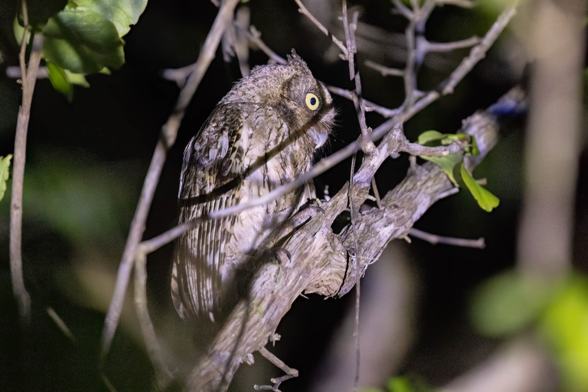 Middle American Screech-Owl (Middle American) - ML645243297