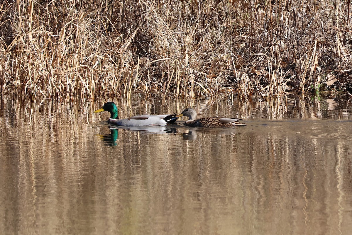 Mallard - ML645243298