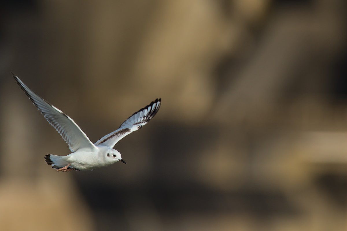 Bonaparte's Gull - ML645243299