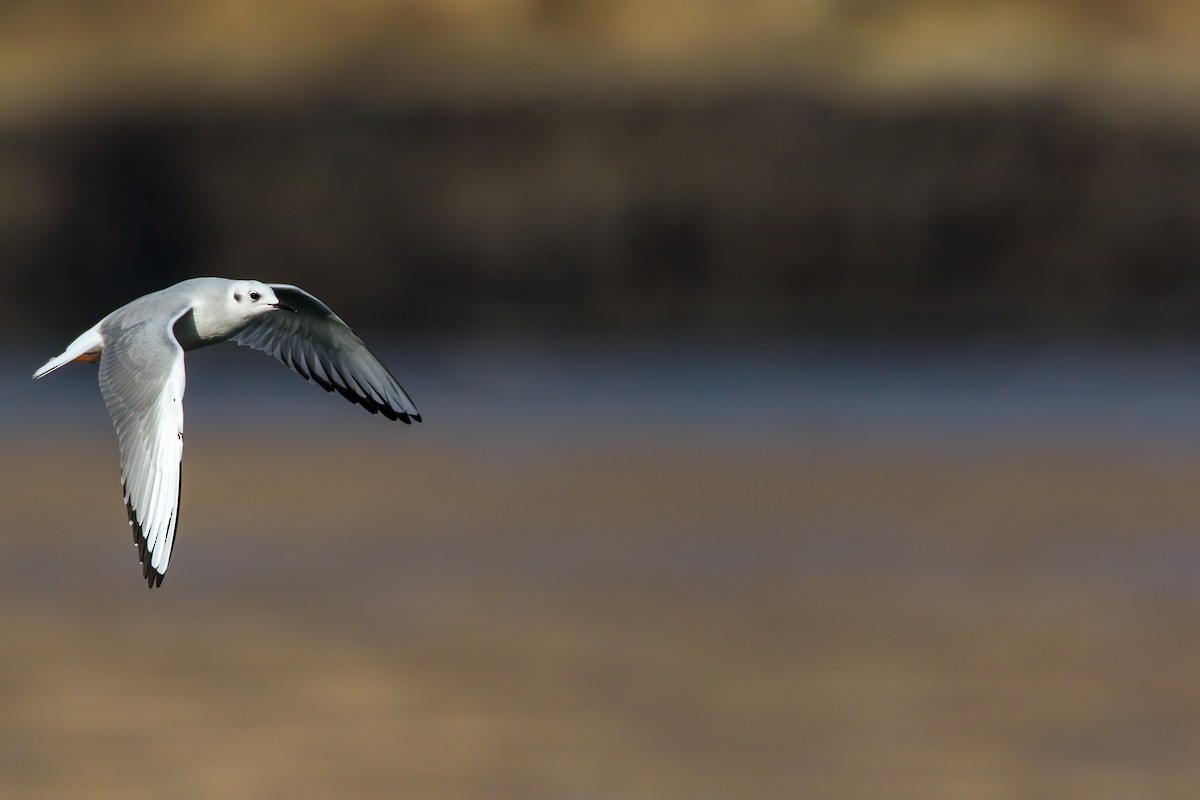 Bonaparte's Gull - ML645243301