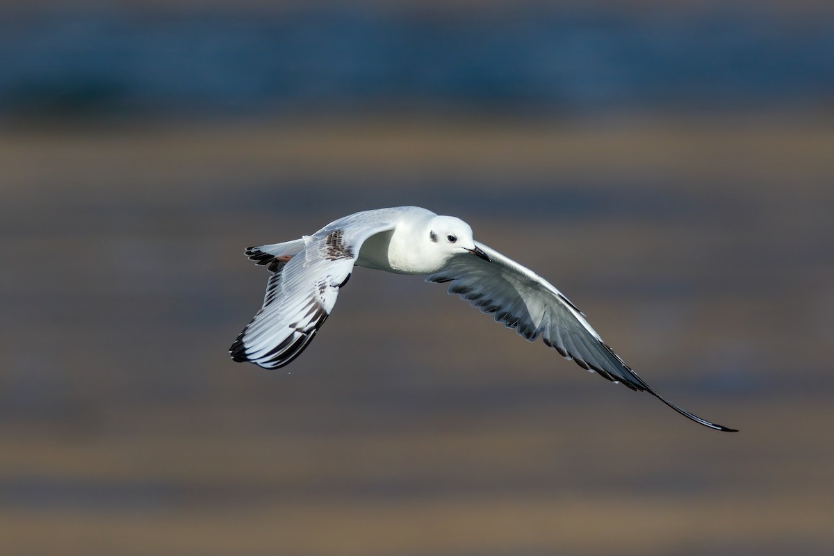 Bonaparte's Gull - ML645243302