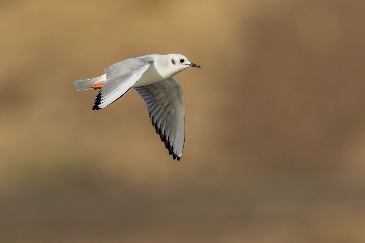 Bonaparte's Gull - ML645243303
